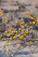 fiori gialli africani