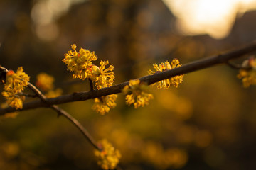yellow flowers and branch on a spring day photographed close up