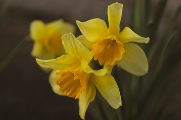 yellow flowers and branch on a spring day photographed close up