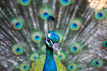 male peacock