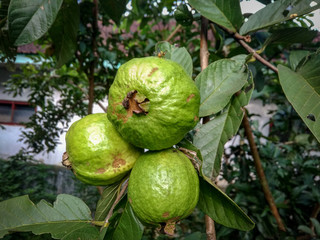 Guava fruit, guava plant grown in tropics