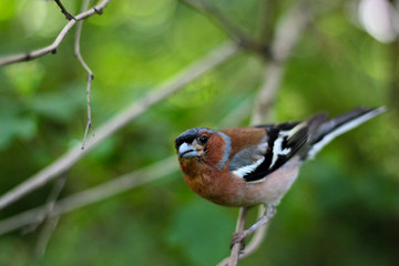female house sparrow