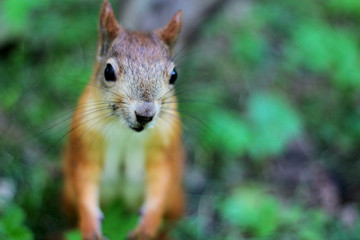 Fototapeta premium red squirrel in the park