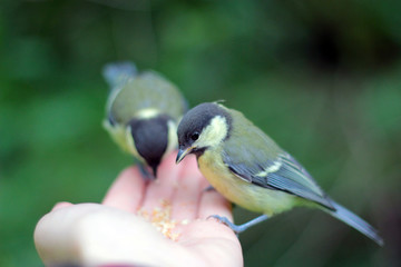 great tit on a branch