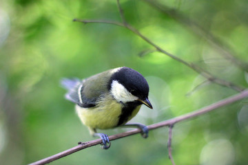 great tit on branch