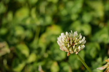 Blossom of wild white and yellow flowers with dark green background in a termperate forest