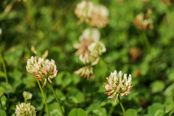 Blossom of wild white and yellow flowers with dark green background in a termperate forest