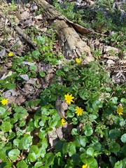 Yellow flowers, green grass and wood in the forest in spring