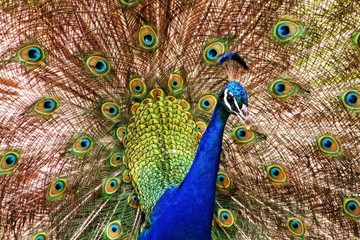 Obraz premium close up of peacock
