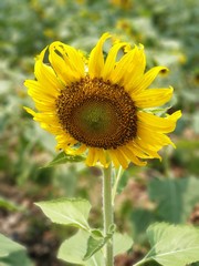 sunflower in the field
