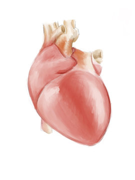 human heart anatomy isolated on white – Illustration