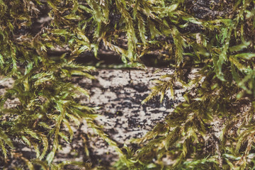 green moss on the tree trunk. Heart shaped
