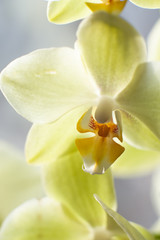 The Beautiful Yellow Orchid Macro