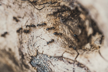 Ant trail on the tree trunk