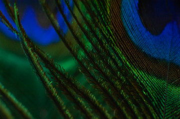 Obraz premium The Colored Peacock Feather Macro
