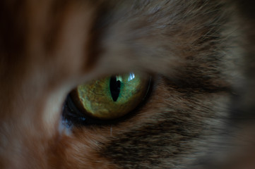 The Green Cat Eye Macro