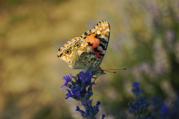 Butterfly in field of lavender Poland
Vanessa cardui, Rusałka osetnik