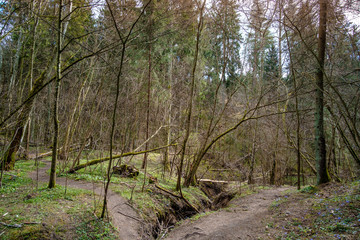 Obraz premium Trail in the forest
