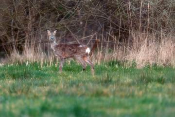 Roe deer in meadow at forest edge looking towards camera.