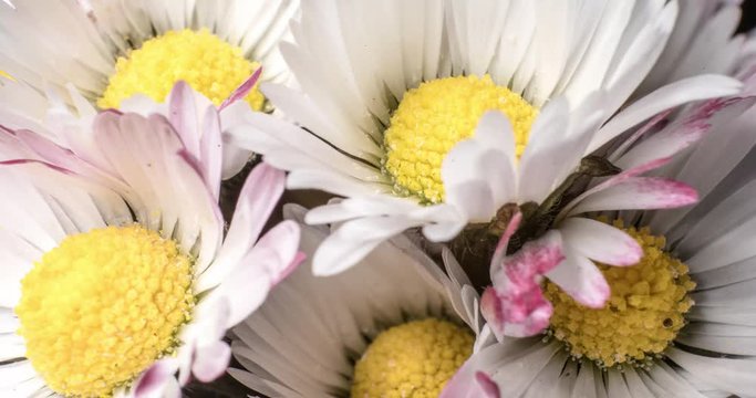 many white and pink daisy flowers open up together, macro timelapse 4k 30fps