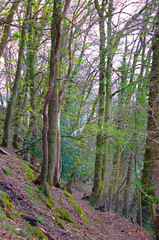 Obraz premium footpath in the woods