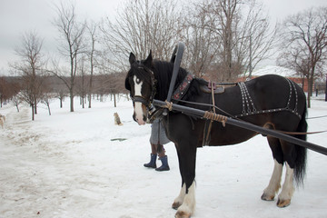 A horse is standing in the snow