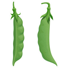Two fresh green pea pods, isolated vector illustration on white background.