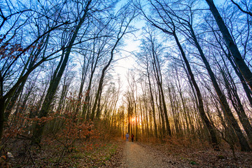 Couple walks on a path in the forest with the sun setting behind the old tall tress. End of a day...