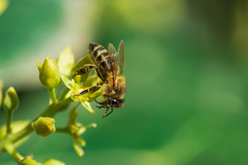 European honey bee (apis mellifera), pollinating avocado flower (persea americana)