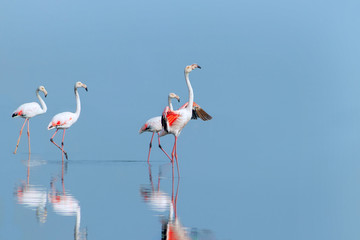 Wild african birds. Group birds of pink african flamingos  walking around the blue lagoon