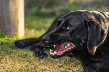 Ein Schwarzer Labrador-Retriever knabbert an einem Stock. 