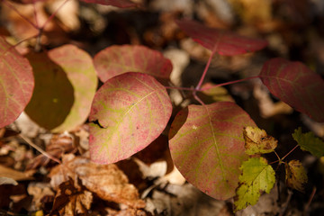 Red Cotinus coggygria leaves in autumn forest