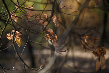 dry leaves on branches in autumn forest on the blurry background