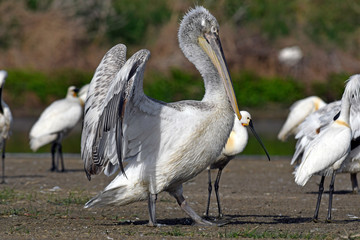 Dalmatian pelican / Krauskopfpelikan (Pelecanus crispus) - Greece / Griechenland