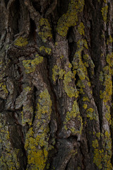 Tree texture covered with moss.