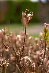 withered plant with blur background