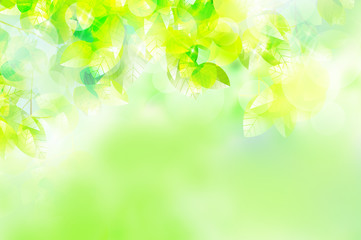 リーフ 葉 葉っぱ 木 樹 新緑 樹木 光 植物 爽やか 背景 風景 Eco エコロジー 環境 初夏 夏 イラスト 素材 木漏れ日 グリーン 枝 木陰 空 若葉 エコロジーイメージ 青葉 文字スペース バックグラウンド 緑 季節 四季 木の葉 キラキラ