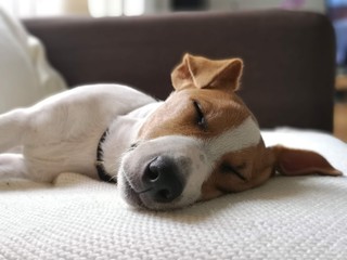 Jack Russell Terrier, śpiący pies, psina, piesek , mały pies słodko śpi  - obrazy, fototapety, plakaty