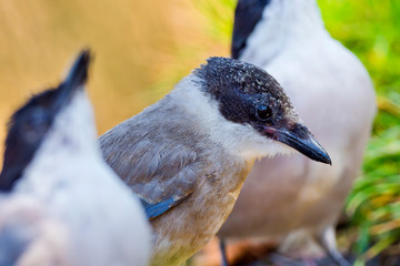 Azure-winged Magpie, Cyanopica cooki, Rabilargo, Castilla y León, Spain, Europe