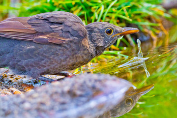 Blackbird, Turdus merula, Mirlo Común, Forest Pond, Castilla y León, Spain, Europe