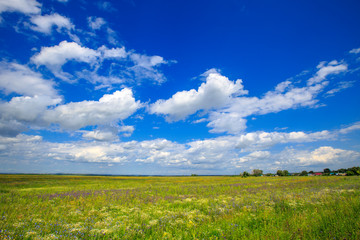 Obraz premium flowering meadow on a sunny day, cloudy sky