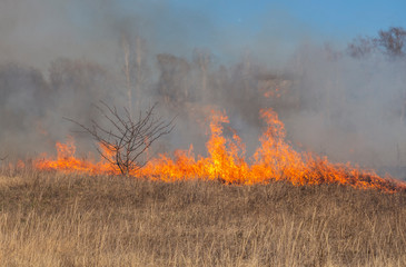 fire in the steppe, the grass is burning destroying everything in its path