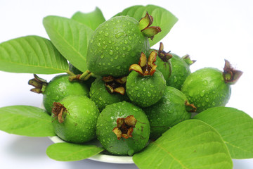 Very fresh young guava fruit is green