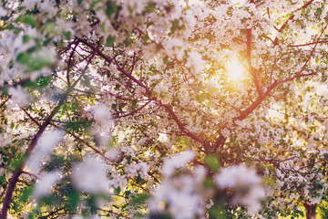 Branches of a blossoming apple tree in the sun