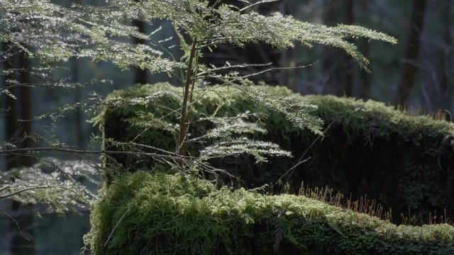 Moss Covered Tree Stump In TheF Forest, REAL TIME