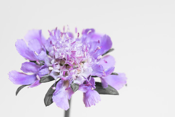 白背景の紫色の花