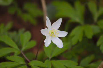 Obraz na płótnie Canvas white flower in the forest