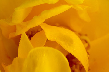 Fototapeta na wymiar 雨上がりの黄色いバラ