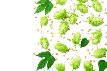 Hop cones isolated on white background. Beer brewing ingredients. Beer brewery concept. Beer background. Top view