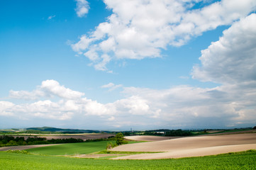 緑のムギ畑と青空